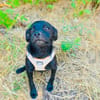 Blacky ein tolles Kerlchen