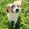 Giorgia in der Tierherberge Donzdorf