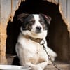 Dill sucht ein liebevolles Zuhause