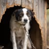 Dill sucht ein liebevolles Zuhause