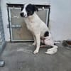 Dill sucht ein liebevolles Zuhause