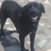 VALERIE - Zuhause gesucht