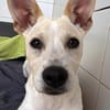 Scout