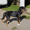 Latoya, liebe Hündin sucht neue Familie