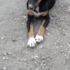 Latoya, liebe Hündin sucht neue Familie