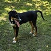 Latoya, liebe Hündin sucht neue Familie