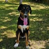 Latoya, liebe Hündin sucht neue Familie