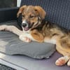 lieber Welpenjunge Pepito auf PS in 90443