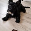 Kleiner Jordy aus Bochum sucht neues Zuhause