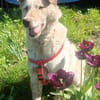 Sasha - sucht seinen Platz für's Leben