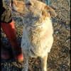 Sasha - sucht seinen Platz für's Leben