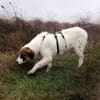 NICA - ganz viel Hund zum lieb haben