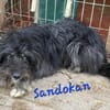 SANDOKAN - wartet schon sein Leben lang