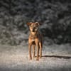 Kinushi möchte endlich richtig ankommen