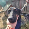 JUNO - große Hündin, großes Herz...
