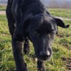 junger Haso sucht eine liebe Familie