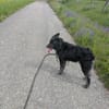 Sportlicher Cortesse sucht Familie