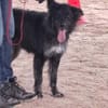 Sportlicher Cortesse sucht Familie