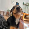 Heidi sucht ein liebevolles Zuhause