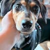 Heidi sucht ein liebevolles Zuhause