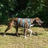 Latifah, mutige Hündin sucht neue Familie