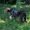 Latifah, mutige Hündin sucht neue Familie