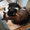 Lukas & Neron suchen zus. mit Garten/Freigang