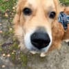 OREO - er sucht sein Glück