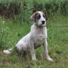 Rosi - wo darf ich Zuhause sein?