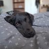 Nino sucht ein liebevolles Zuhause