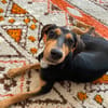Nino sucht ein liebevolles Zuhause