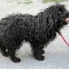 Kleiner Traumhund Palika auf Pflegestelle in 21031 Hamburg