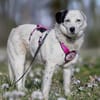 liebe, freundliche Seniorin CARLA