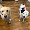 liebe, freundliche Seniorin CARLA