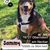Sensibler SAMMY sucht neues Glück
