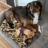 Sensibler SAMMY sucht neues Glück