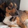 Sensibler SAMMY sucht neues Glück