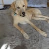 Troy sucht sein Fürimmerzuhause!