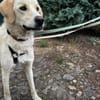 Troy sucht sein Fürimmerzuhause!