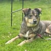 Herzenshund Koda sucht sein Für-Immer-Zuhause