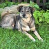 Herzenshund Koda sucht sein Für-Immer-Zuhause