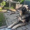 Herzenshund Koda sucht sein Für-Immer-Zuhause