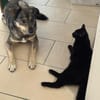 Herzenshund Koda sucht sein Für-Immer-Zuhause