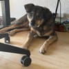 Herzenshund Koda sucht sein Für-Immer-Zuhause