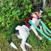 Schiggy sucht ein liebevolles Zuhause