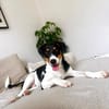 Schiggy sucht ein liebevolles Zuhause