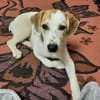 Welpe Nono, Familie mit Herz gesucht
