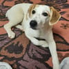 Welpe Nono, Familie mit Herz gesucht