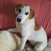 Welpe Nono, Familie mit Herz gesucht