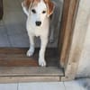 Welpe Nono, Familie mit Herz gesucht